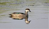 Green Pygmy-Gooseborder=